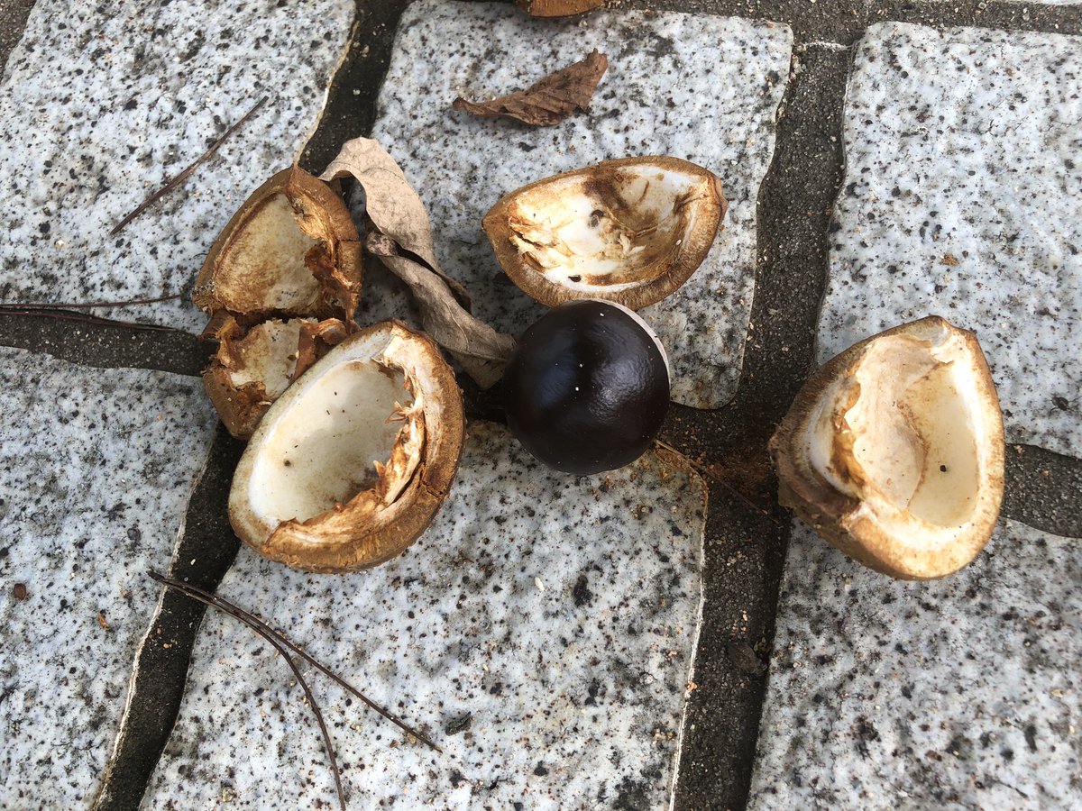 トチノキの実が落ちる季節となりました 逢瀬公園 緑化センター 福島県都市公園 緑化協会 トチノキ 実 09 08 動画あり 逢瀬公園 緑化センター ぐるっと郡山