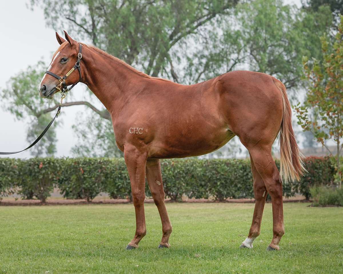 SledmereStud's tweet photo. Pretty impressive barrier trial win this morning by AVARICIOUS. The @Chinahorseclub bred 2YO filly is a first-crop daughter of Extreme Choice and couldn't have gone much better. #asignofthingstocome from the @SledmereStud @mmsnippets graduate hopefully. https://t.co/I8b1sy7FY6