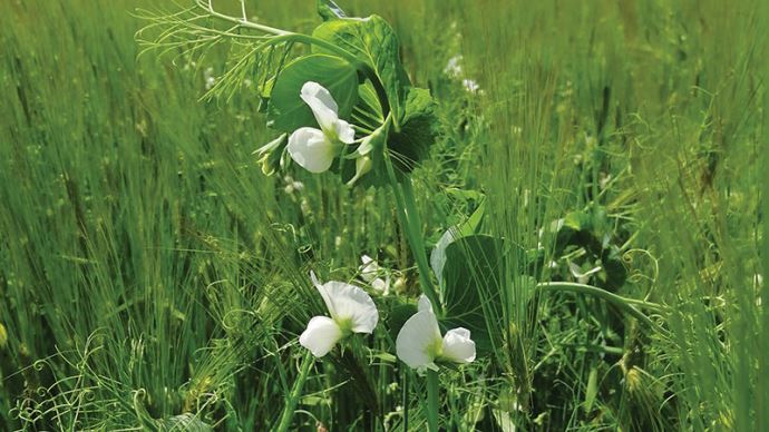 TerrenetFR's tweet photo. [[L'actu d'Arvalis] Agriculture bio] Les multiples intérêts des associations céréales-protéagineux https://t.co/SXk1He9e0b https://t.co/eeeZRqCs80