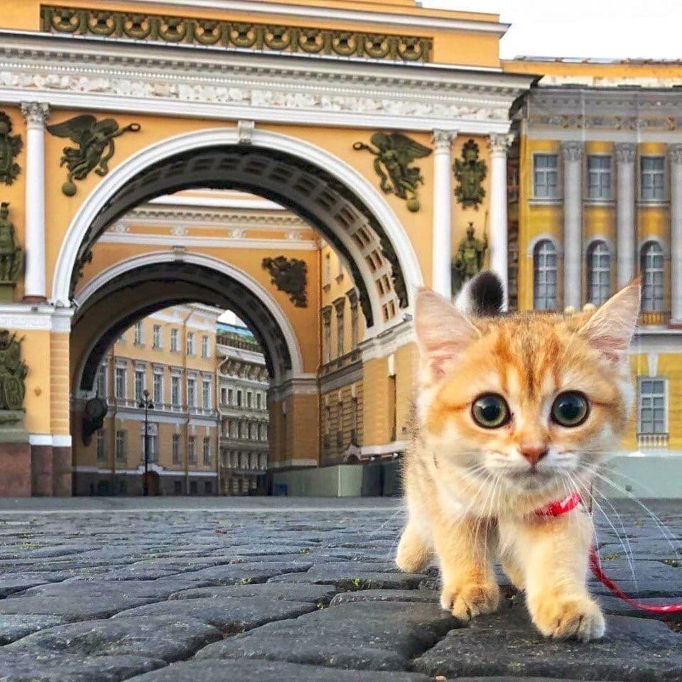 RusUslada's tweet photo. На Дворцовой площади был обнаружен самый милый петербуржец https://t.co/fdletvARlQ
