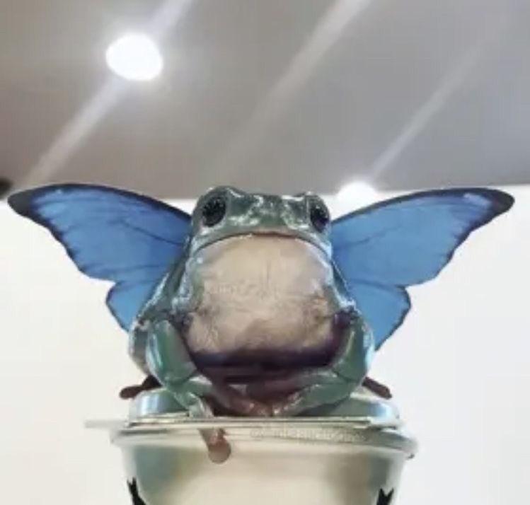 shannonattackk's tweet photo. He protect he brings luck #frog https://t.co/JwIuPKGEZR