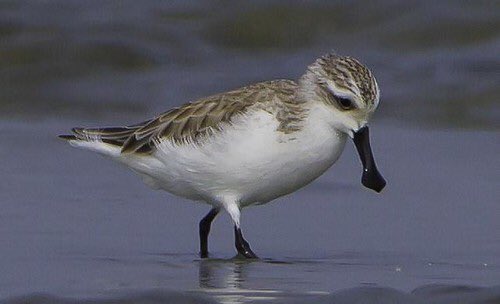 WaderStudy's tweet photo. NEW PAPER ALERT 🚨 understanding which sites spoon-bill sandpipers use for winter and stopover. Blog https://t.co/KRDEkVVA5D Paper in @CambridgeCore https://t.co/iw7CTj8tEr @_EcologyTom #ornithology #shorebirds #waders #RSPBScience https://t.co/9ogMPIdlaU