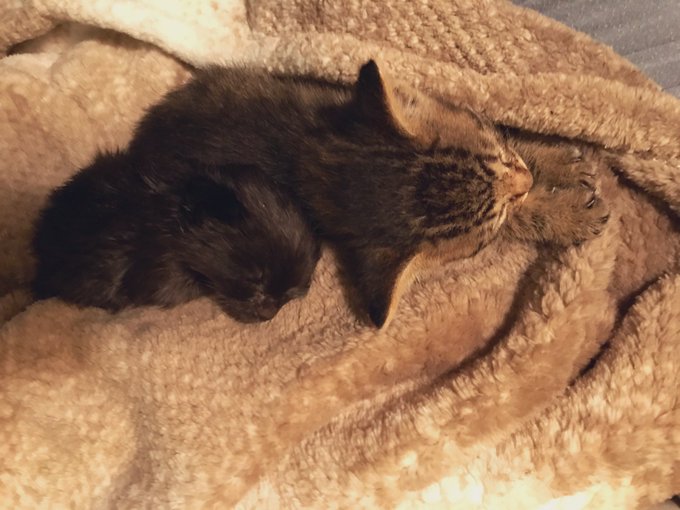 Meet my new baby boys🤗😍 I&rsquo;m so in love.  They love to cuddle and purr. Sames. https://t.co/p00yrDuR2<a href="/tag/mvsales"class="tags"><span>#mvsales</span></a>