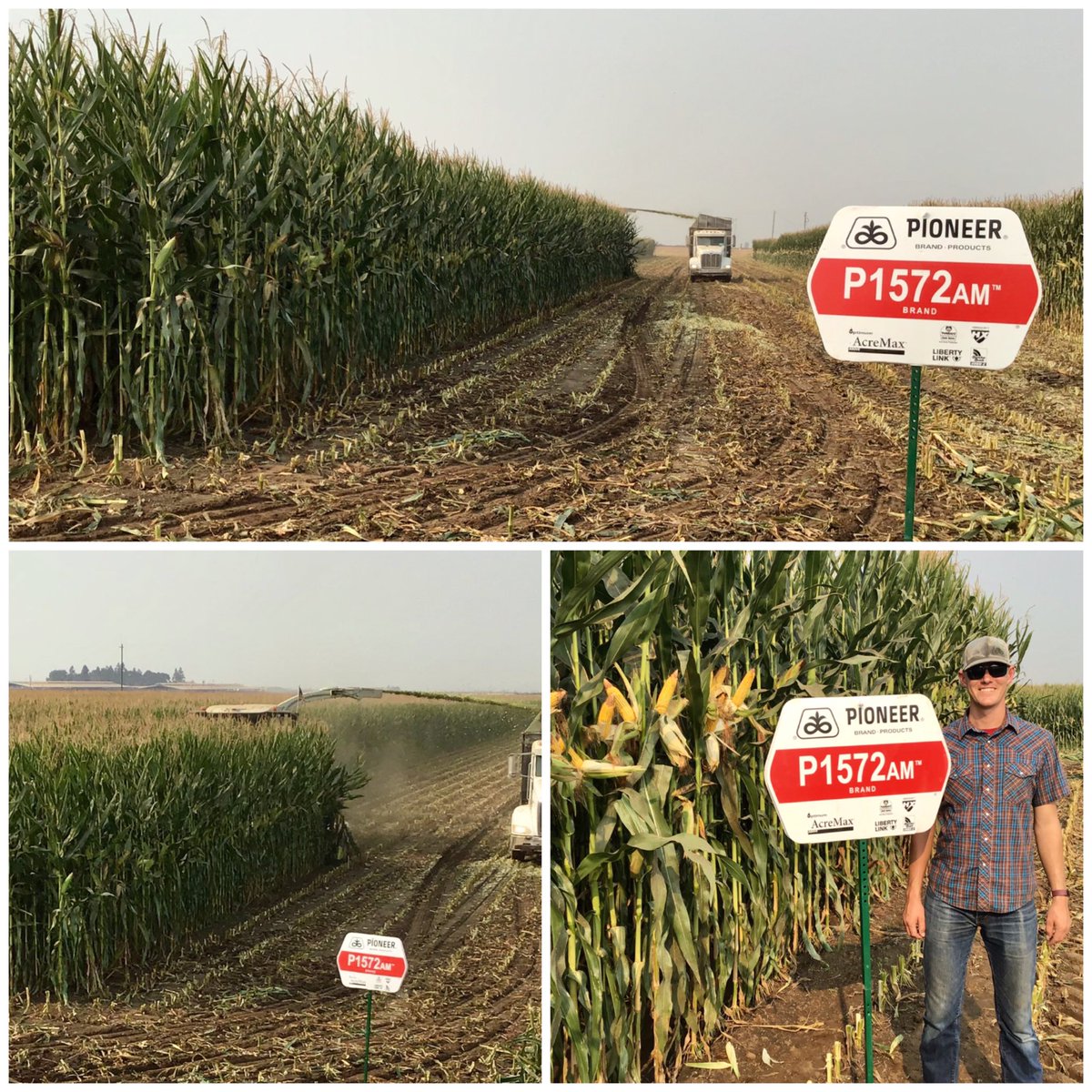 root_jason's tweet photo. P1572AM looks great in Northern California at Foster Farms Dairies.  

⁦@PioneerSeeds⁩ https://t.co/OF6xNJ2p54