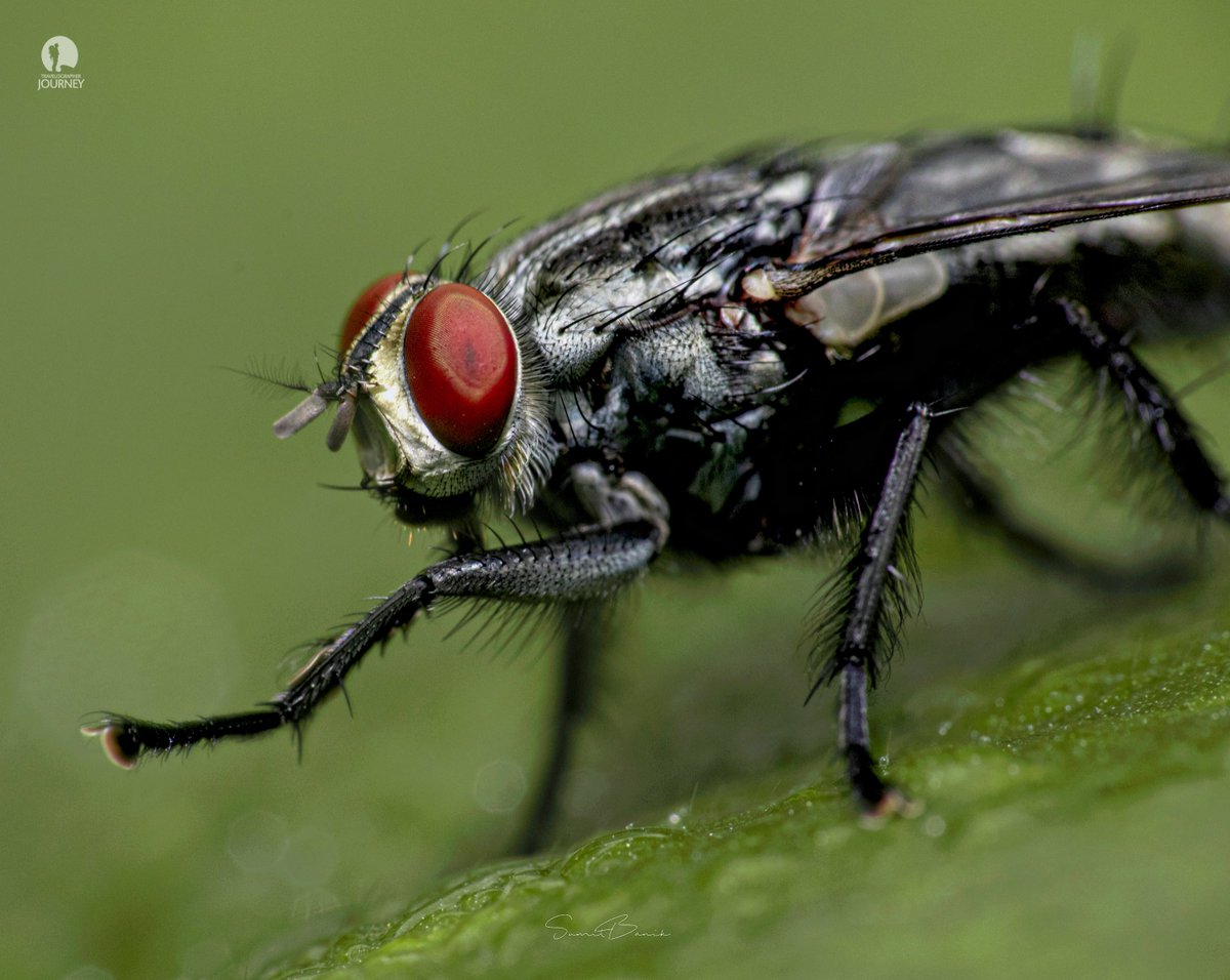 Travelographer1's tweet photo. Hand Shake
Sarcophaga carnaria or the common flesh fly is a European species of flesh fly. @Travelographer1 
@SumitBa76271122  @AbhirajSen3 https://t.co/lSJI3qO82T