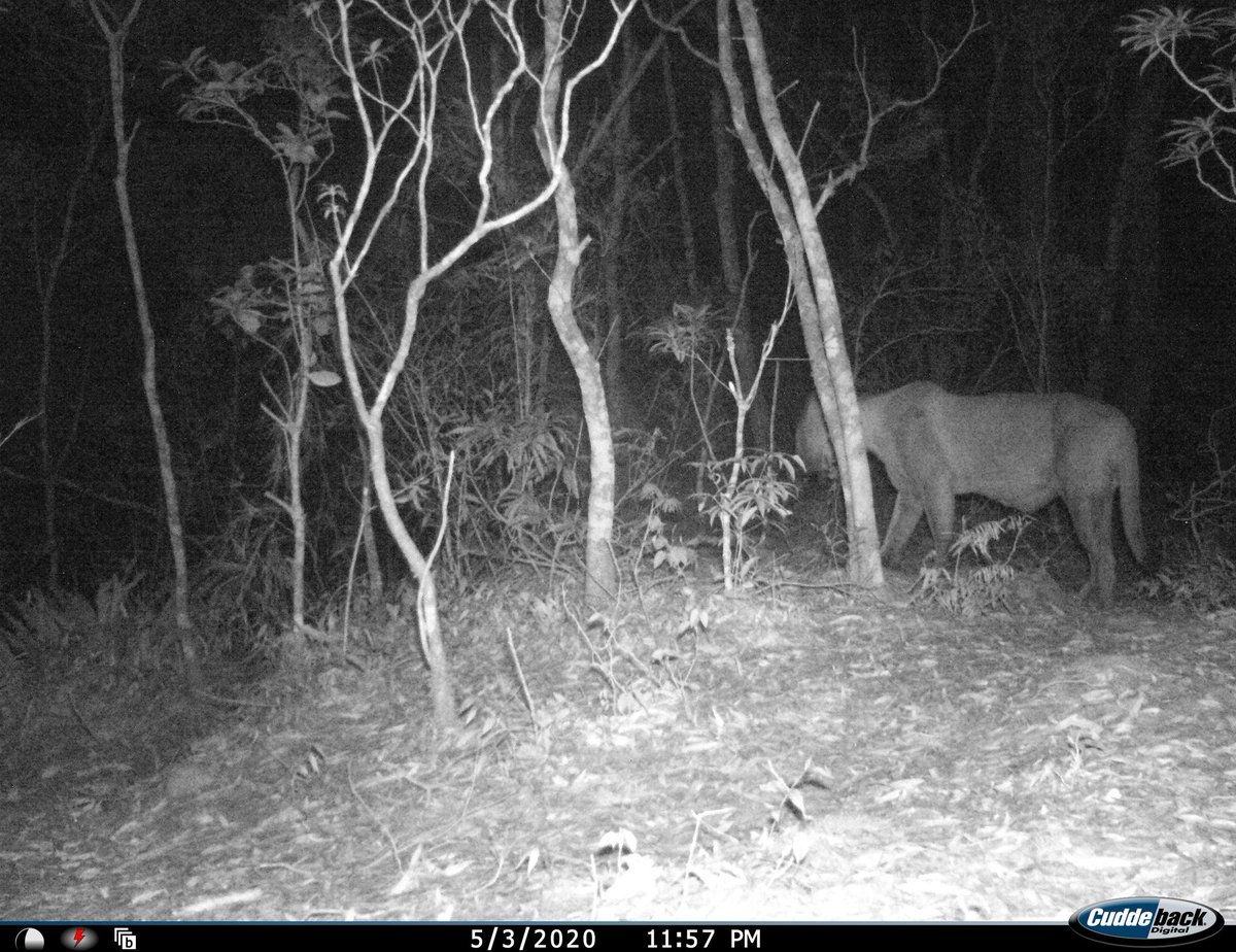 Nepthaly08's tweet photo. Excelente Lunes, hermoso #Puma captado en la Reserva de la Biósfera el Triunfo #REBITRI. El segundo felino más grande de América y de gran importancia en los bosques para el control de otros depredadores.
#Cuidemosnuestrosbosques https://t.co/SFI3lDjxDJ