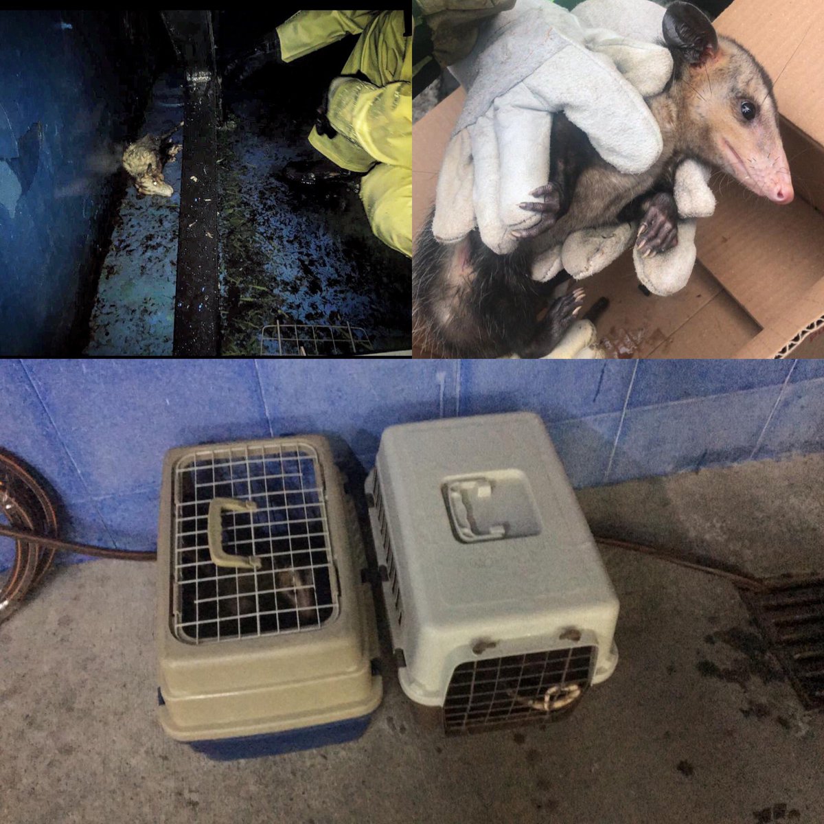 atendimos el llamado de la comunidad En el barrio Florencia reportando una zarigüeya lesionada, se reporta a la línea de emergencias del area metropolitana para manejo de fauna Nos piden apoyo para un segundo rescate en el sector  del parque norte,entregadas al áreametropolitana