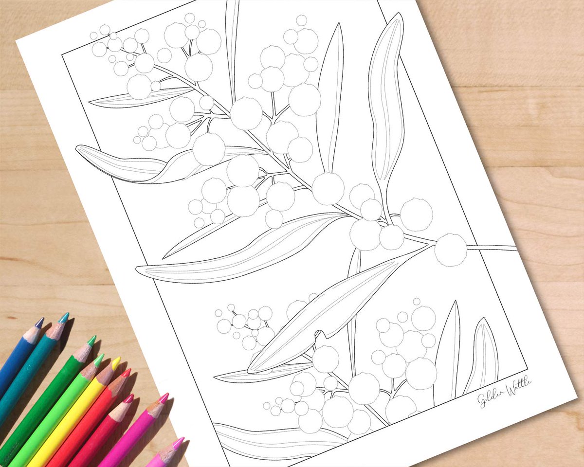 chrissyBe9's tweet photo. Excited to share my new Golden Wattle, Australian wildflower colouring page. Available for download from my Etsy store &amp; 20% off (until sale ends Thursday).
More wildflowers to come! https://t.co/CG9X7TJLf2
#australianwildflowers #coloringpages #flowers https://t.co/K3CsgyBSRk
