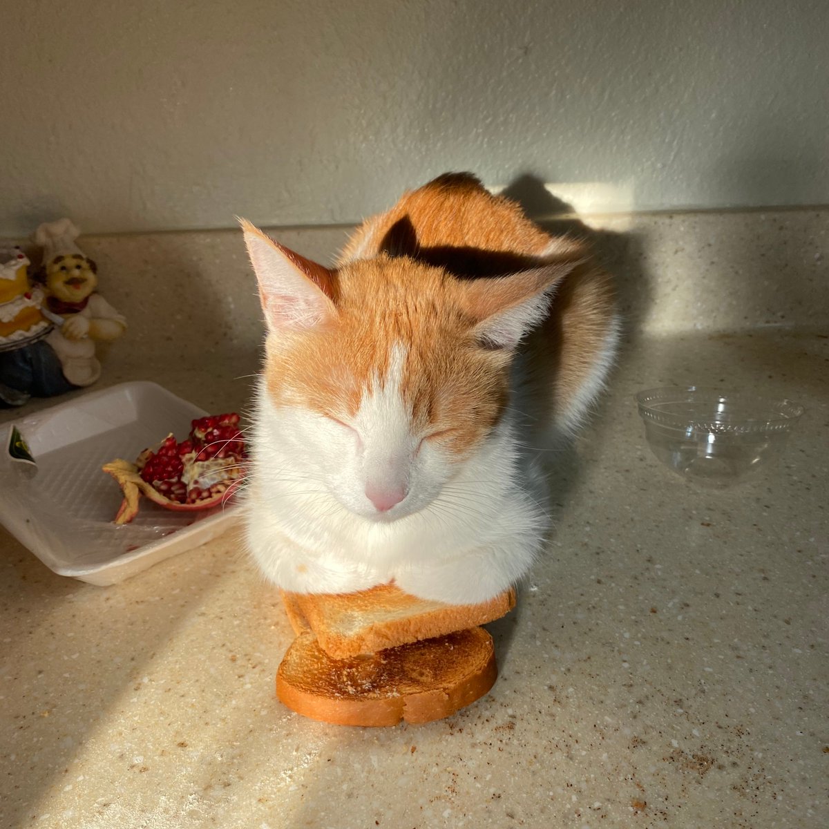 tokioisle's tweet photo. i present to you: cat on bread https://t.co/75kgWmG8uS
