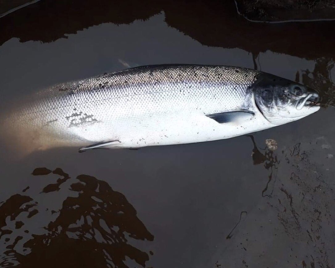 Scottish Salmon Fishing Podcast tweet media