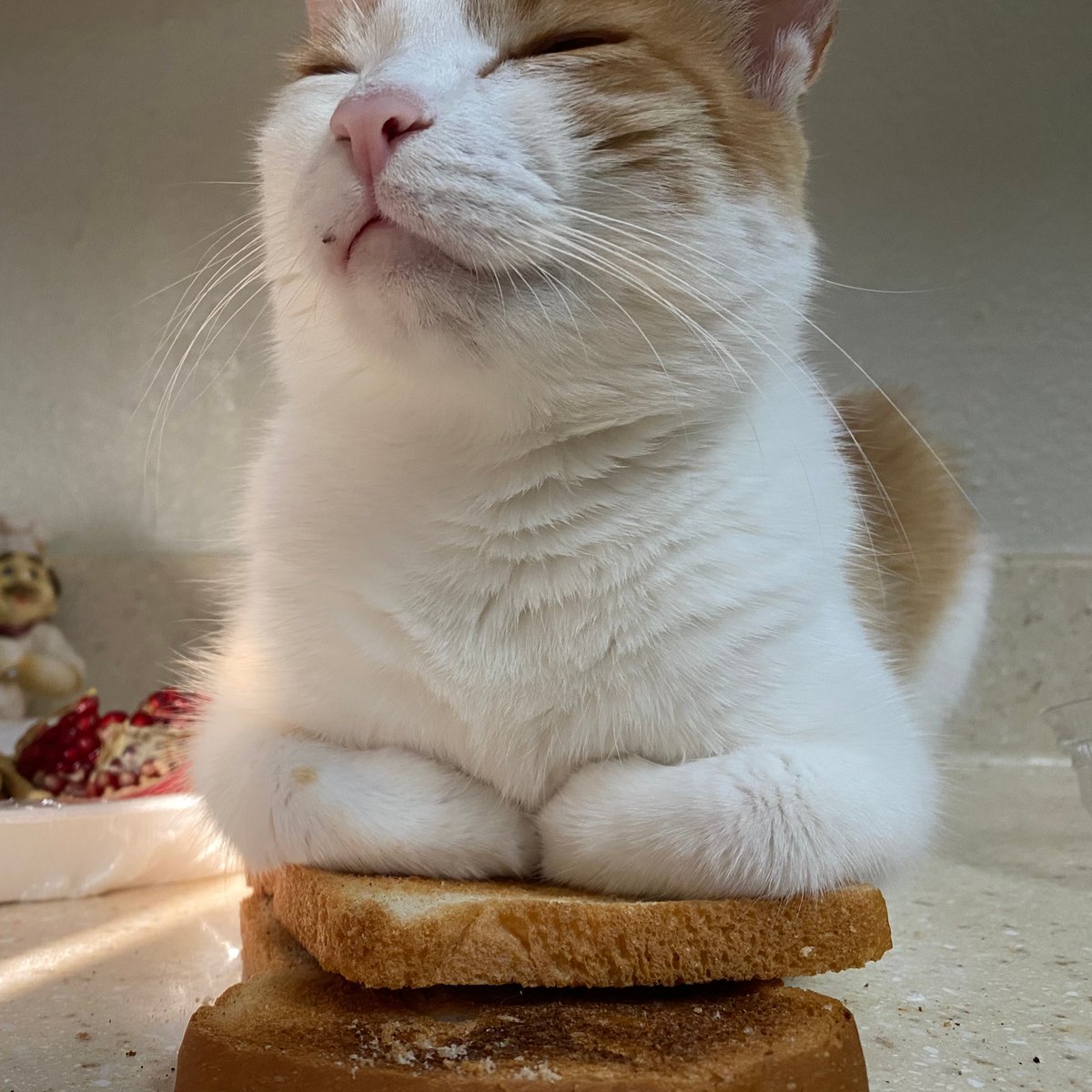 tokioisle's tweet photo. i present to you: cat on bread https://t.co/75kgWmG8uS