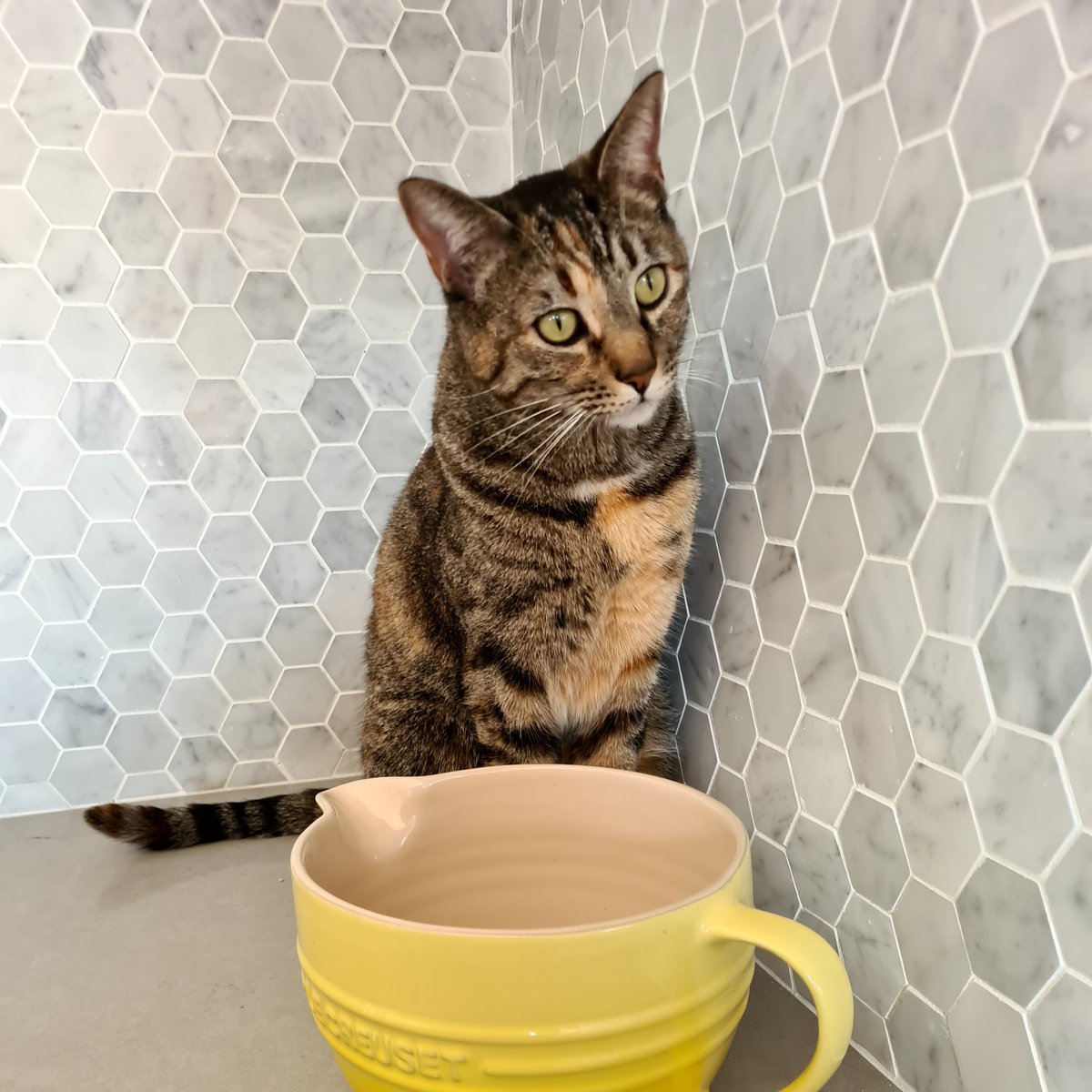 BeeBryce's tweet photo. @catsofinstagram Keeping a close eye on the kitchen renovations #catsofinstagram #rylieraisen https://t.co/RR3aci2cuF