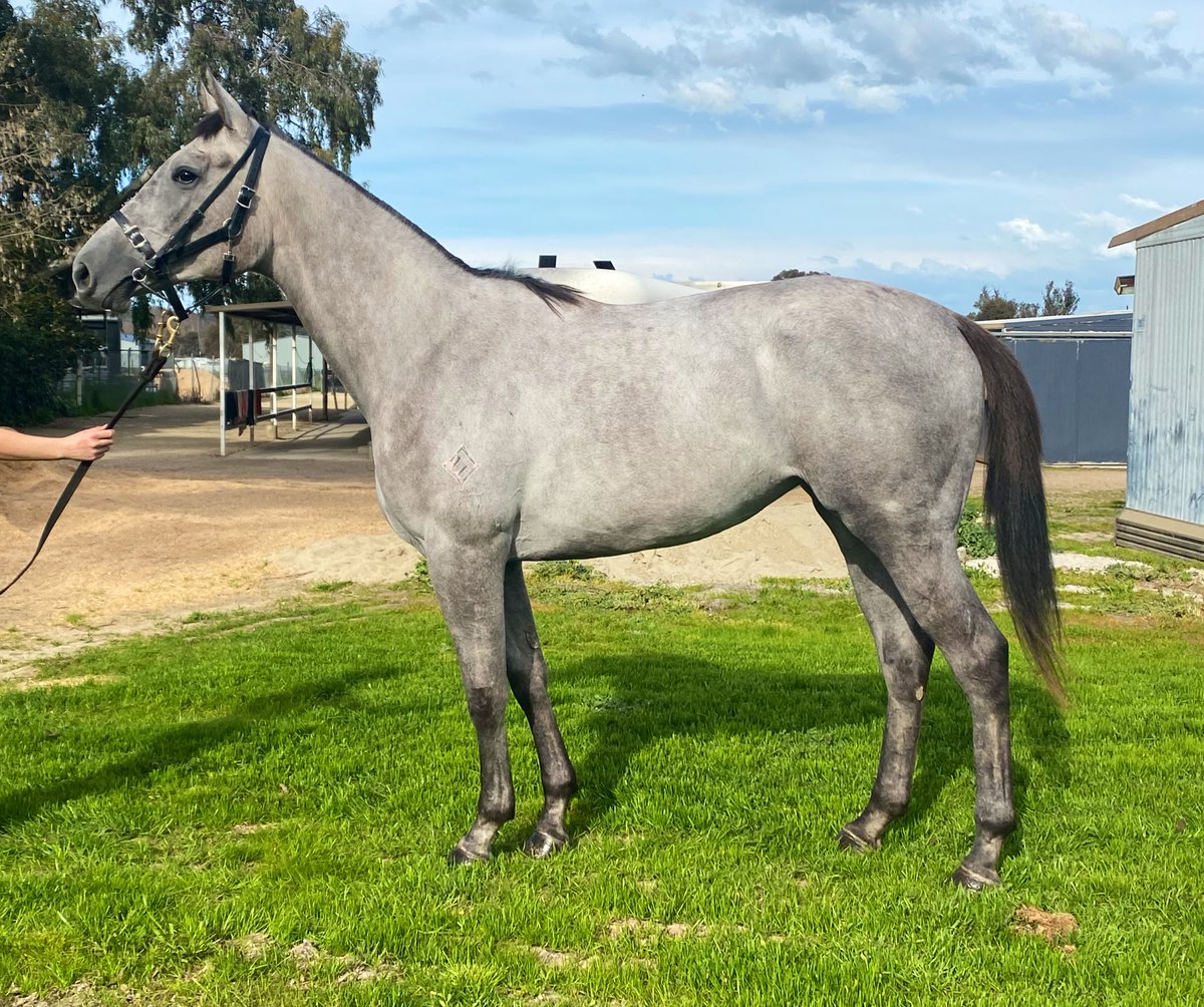 beermitchell's tweet photo. We only purchased this Star Turn filly for 35k from @mmsnippets in August &amp; she is already up &amp; going!
Can’t wait to see her early next year!
heywoodbloodstock@gmail.com if you’d like to get involved 😍 https://t.co/fjnQ1xAoID