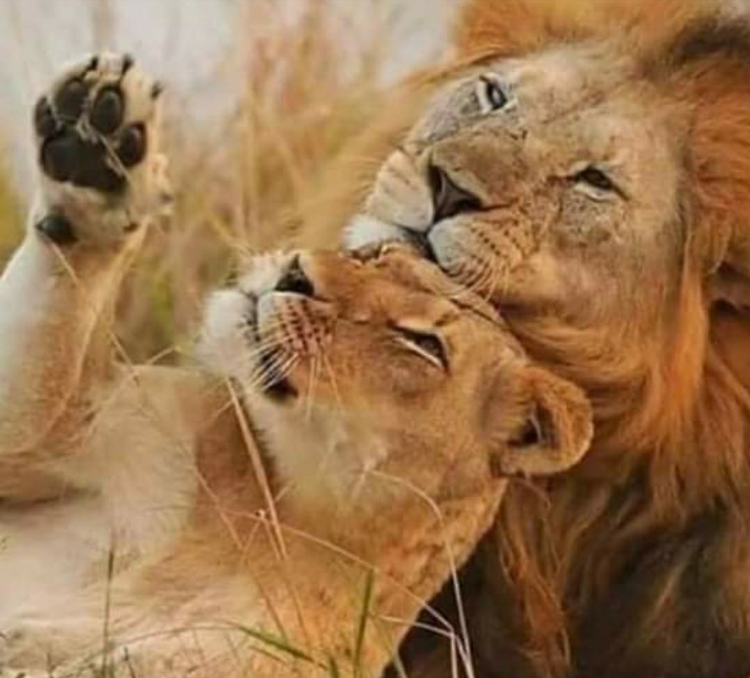 alostatha's tweet photo. والنَّفسُ تَميلُ !!!
لِمَن يُدَلِّلُها . . وَيَهتمُّ بِها ويُقَدِّرُها . . ويَحتويها 
ويَحنو عَليها ويُحسِنُ إليها
  ويصونها ،،، ويَحميها 
ولا تهونُ عَليهِ عِشرَتها 
ولا يَنتَقِصُ مِن قَدرِها . 
النَّفسُ تَميلُ لِمَن يَرحَمها . https://t.co/4WReeaioxx