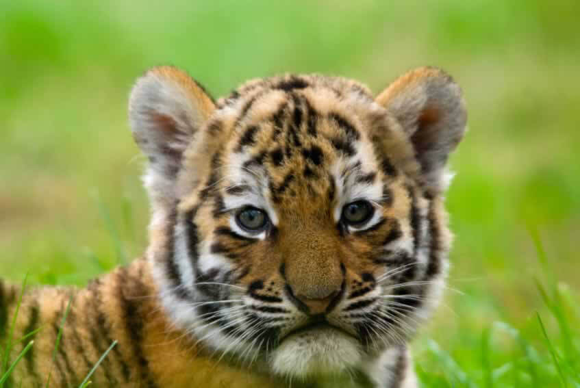  Our Taetae as Tiger cub : A cute thread  @BTS_twt  #kimtaehyung  #v  #btsv P.s : Tiger is the national animal of India 