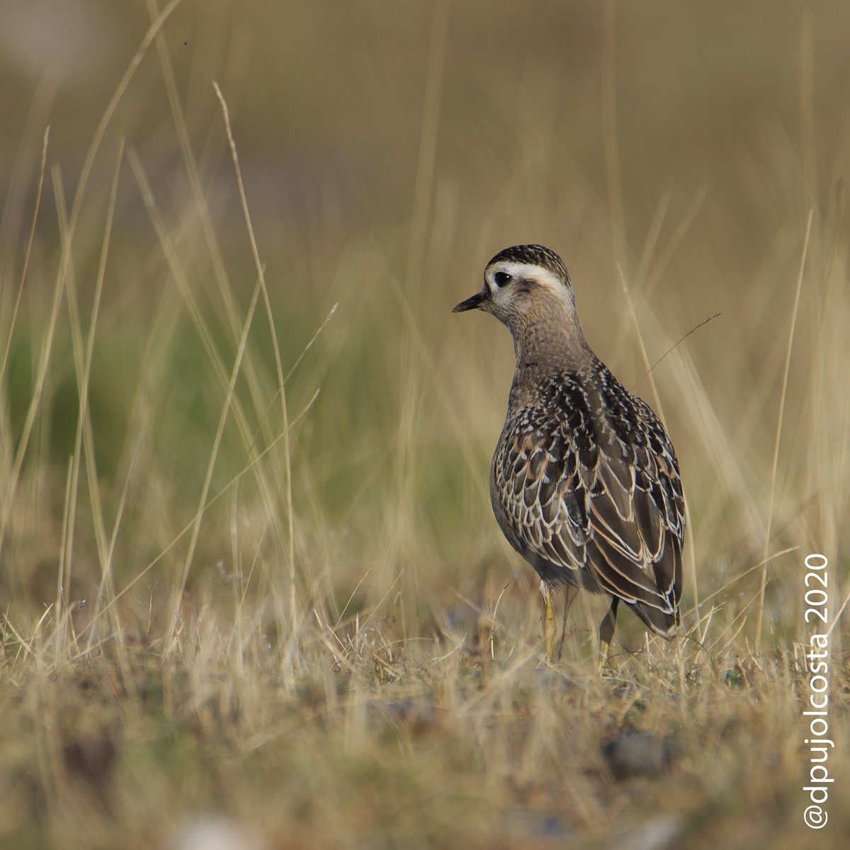 dpujolcosta's tweet photo. #Corriol pit-roig (#Charadrius #morinellus)
Disfrutant de la natura...
05/09/2020
#briding #birdingphotography #fauna #faunacat #fotoreflex #lightroom #7dmk2 #canon7dmk2 #tamron https://t.co/pBevtX17DY