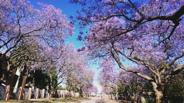 おおさかのあいざっく ポルトガルには桜に見える花があります ジャカランダ というお花です 初夏に咲くようで 日本ではお花見は 桜 ですが ポルトガルでは ジャカランダ を見にいくそうです ちなみにジャカランダの花言葉は 栄光 と 名誉