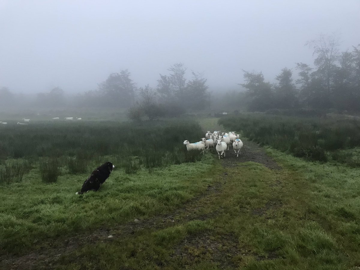 fimalone1 tweet media