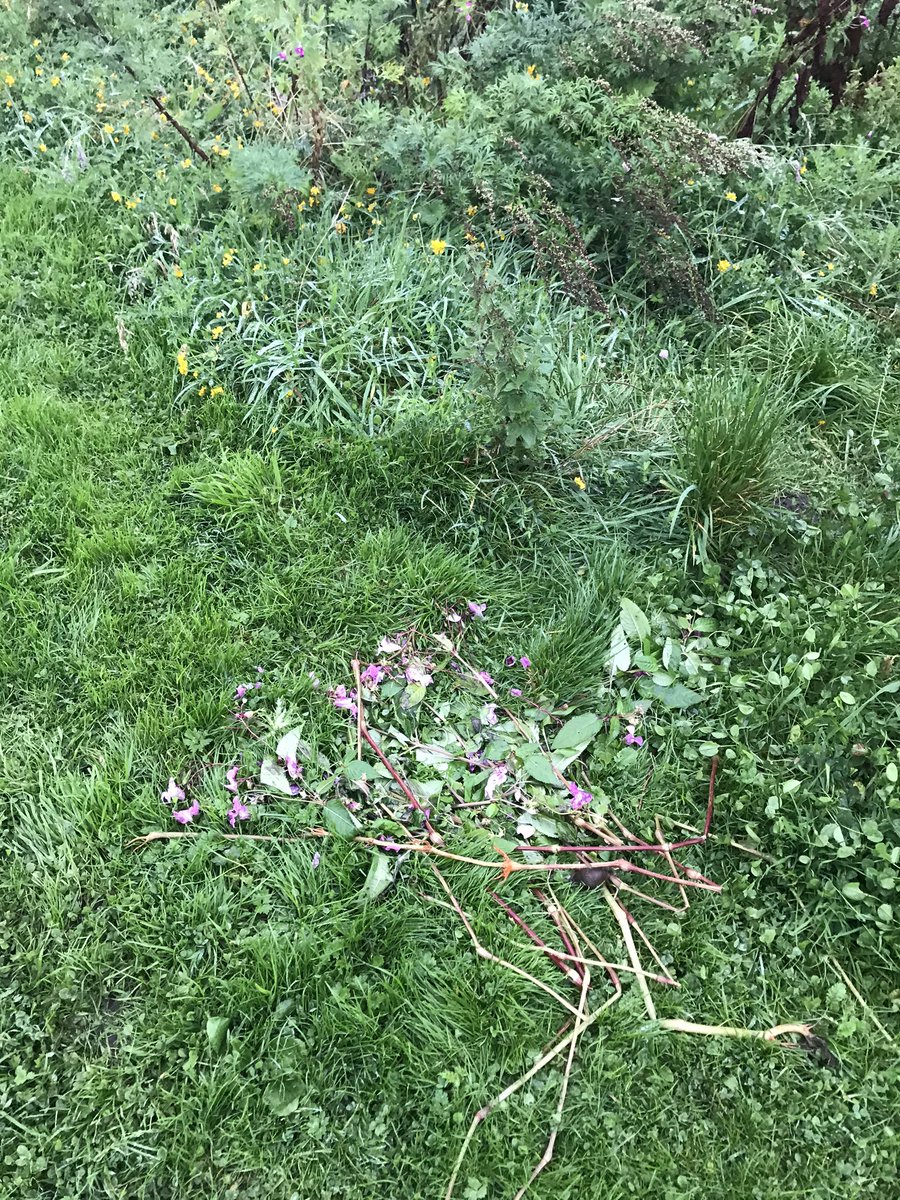 JackSpees's tweet image. It may be a little late in the season but it’s lifted my morning to see that someone else locally is tackling this Invasive non-native species #INNS of everyone who lives local did this much we’d be balsam free where I live #manyhandslightwork