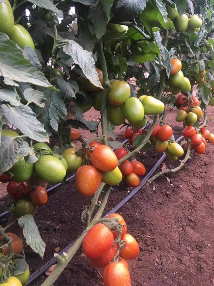 Welcome for smart farming services (+255763347985) and enjoy farming with us @greenagrictz 
1. Soil test and analysis 
2. farm planning and layout design 
3. irrigation systems 
4. Green houses 
5. Rain water harvesting and fish ponds 
6. Consultation 
#shambadili #NipeDili