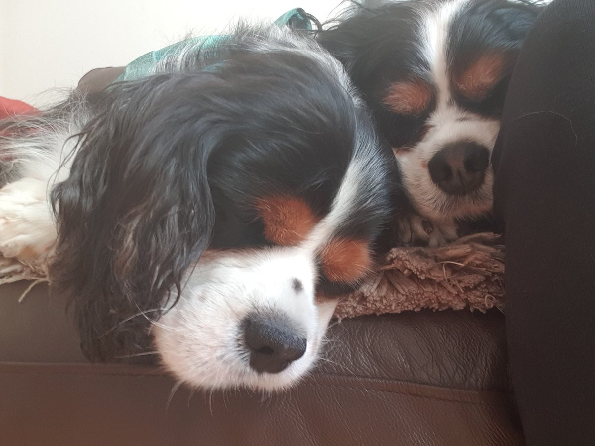 HELP!  Mum's just told us we're off to the groomers this afternoon.  NOT HAPPY! Though the ladies are lovely and make a nice fuss.  I prefer being a scruff bag though!  Maybe if we pretend to be asleep then she won't take us ... #cavpack