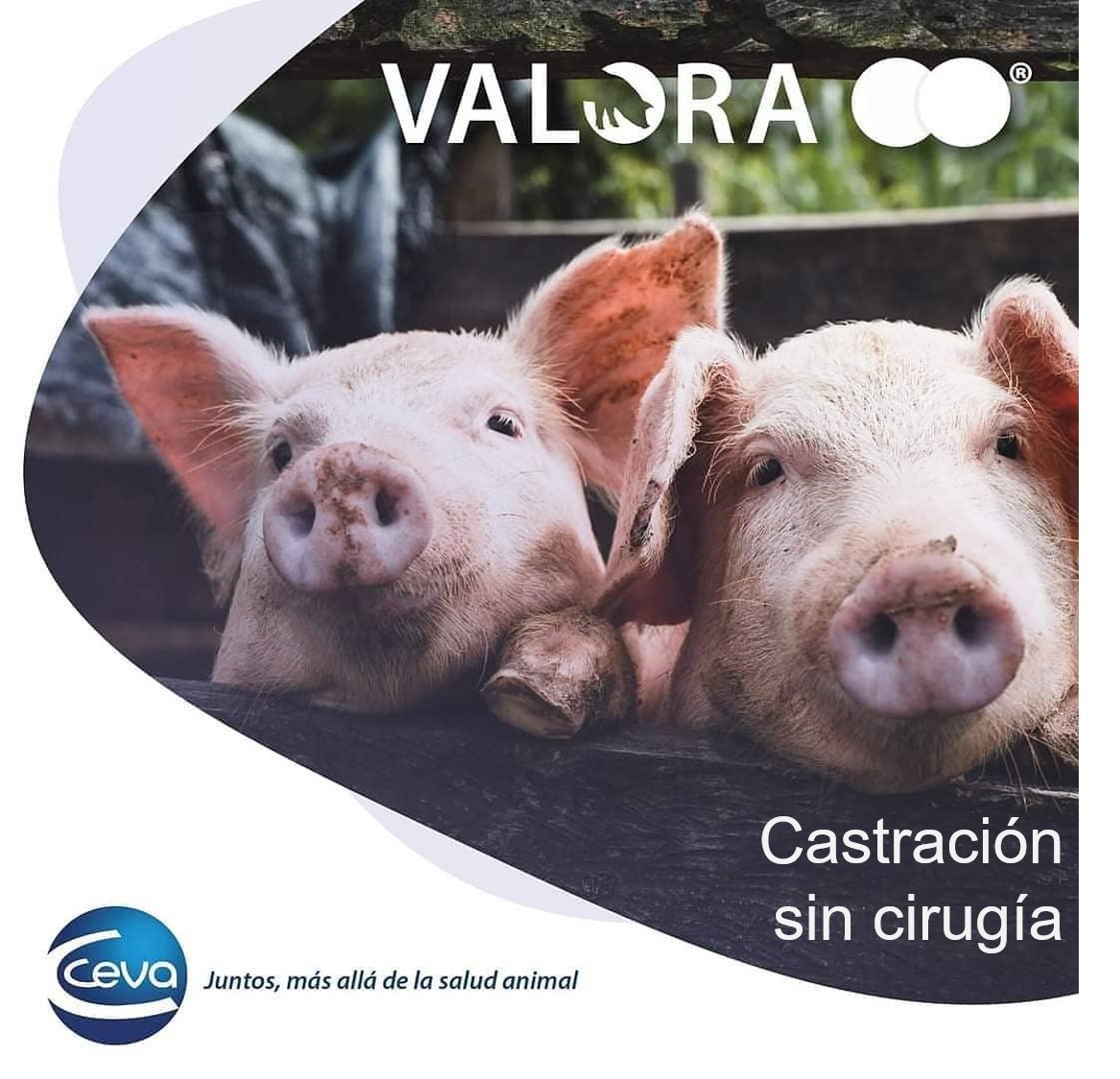 CevaConoSur's tweet photo. Ceva Valora, nuestra vacuna para la inmunocastración de cerdo como alternativa a la castración quirúrgica. 🐖👨‍⚕️
Además, te ofrece una flexibilidad en su aplicación para contribuir en la productividad.📈

#OneCeva #CevaSwine #CevaValora https://t.co/PejHjoq7ip