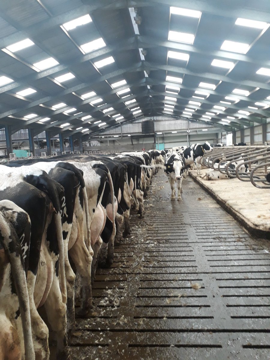 That's the girls housed for the winter, short back and sides for a quick tidy up this morning.