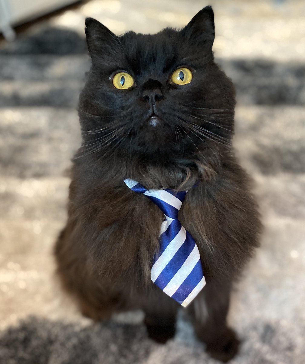 meow_london's tweet photo. No grandpa until Xmas?! 🙀
#missinggrandpa #tuesday #smile #catlovers #cattitude #petsastherapy #patcatdiary https://t.co/PuwZ6qIqPJ