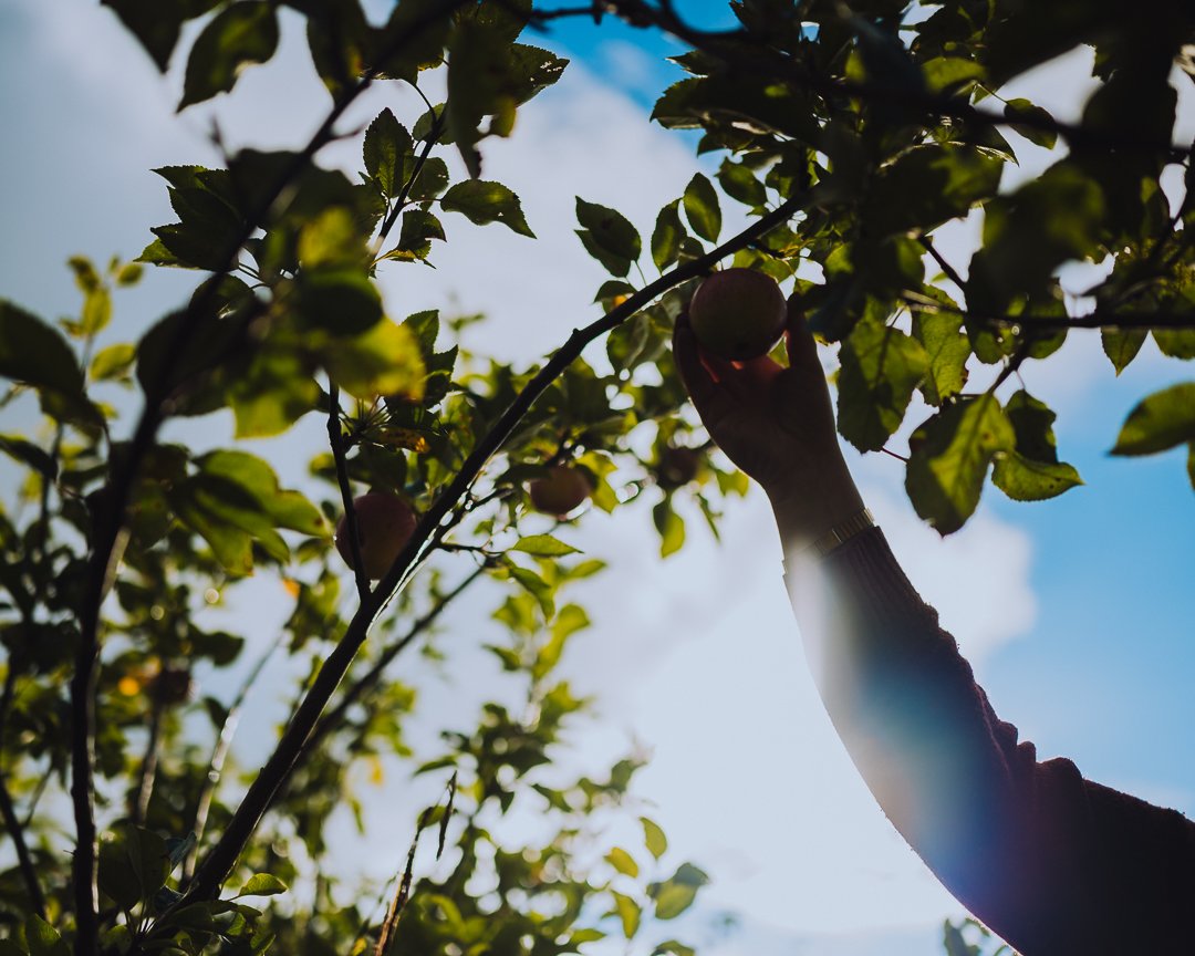 origin_space's tweet photo. It’s Apple picking season. We love nothing more than walking through Origin and eying up something to eat on our way to work in the field. https://t.co/S07P3UOjr1