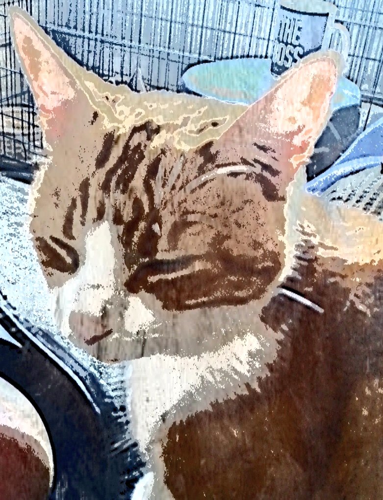 MurphyTCat's tweet photo. Ai move off bed to let elektrishyian drill holes in floor, ai naow in livin room habin chin scrimtches x dade took dis wiv an app hims got xx π πΎ #Fusses #Lufs #GingerCatsRule #HandsumAF #CatsOfTwitter #JusticeforNobel https://t.co/Esp6p7udrP