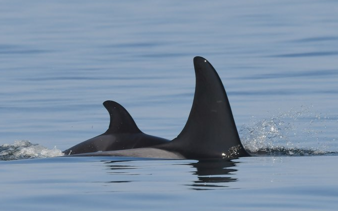 Barrie360's tweet photo. Killer whale who carried her dead calf for 17 days and 1,000 miles is a mother again
#Ortca #KillerWhale #Calf #Endangered 
https://t.co/1BasN8bg7r https://t.co/MoMGTQMjwd
