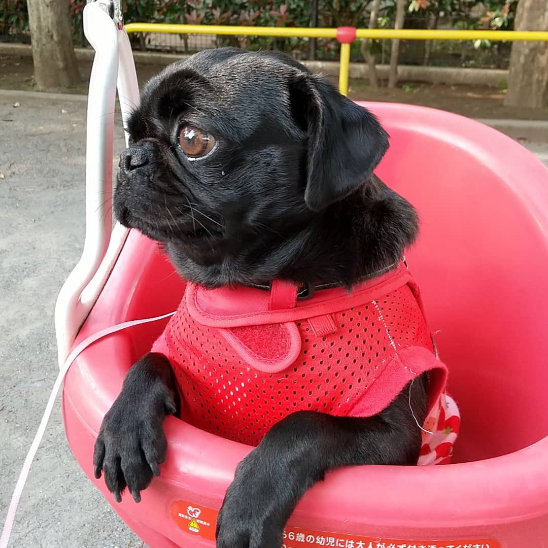 くーりー On Twitter ブランコに乗るくーりー パグ 公園 お散歩 ブランコ 好き 犬好きと繋がりたい