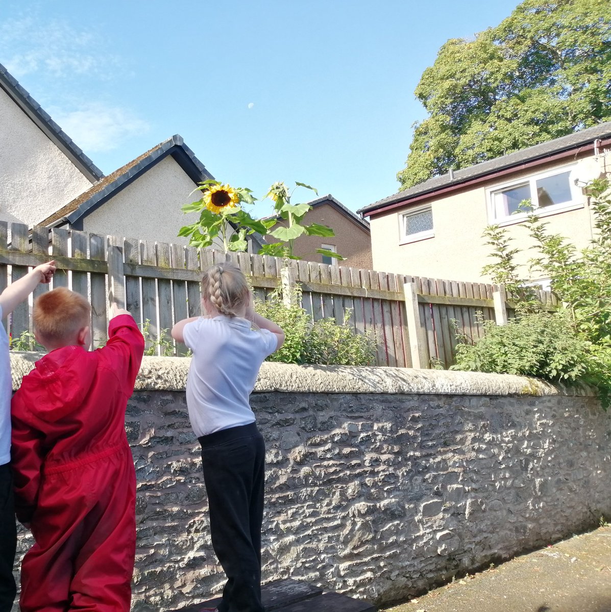 stpetersgala's tweet image. A couple of P1s spotted these amazing sunflowers 🌻🌻growing in the garden next to our playground, and while we were admiring them, they saw the moon was still in the sky too . This prompted lots of discussion. #enquiringminds #becurious