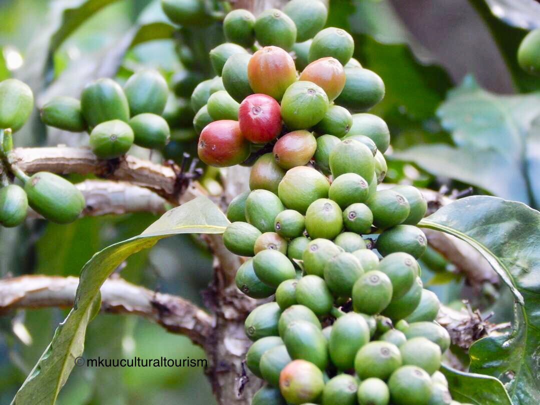 MkuuTourism's tweet photo. Coffee tour,
Farm to cup experience. Harvesting,pulping, roasting and tasting.
#coffee #coffearabica #coffetour #meetlocals #mountkilimanjaro #exploreafrica https://t.co/bfdYlJIX2B