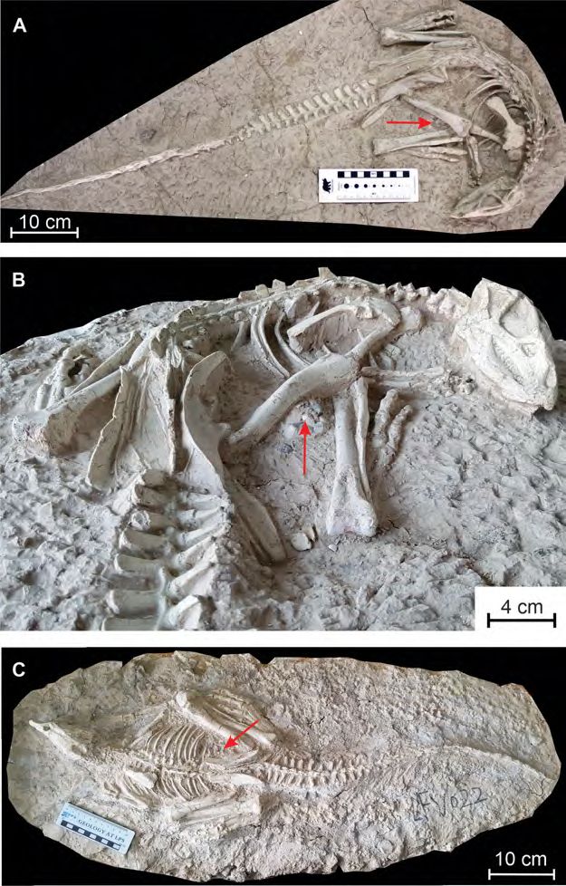 #sciencenews Changmiania liaoningensis, a new species of burrowing #dinosaur from #China. Two incredibly intact #fossils suggest that the animals were trapped by a volcanic eruption while resting at the bottom of their burrows👉naturalsciences.be/en/news/item/1… #SleepingBeauty #liaoning
