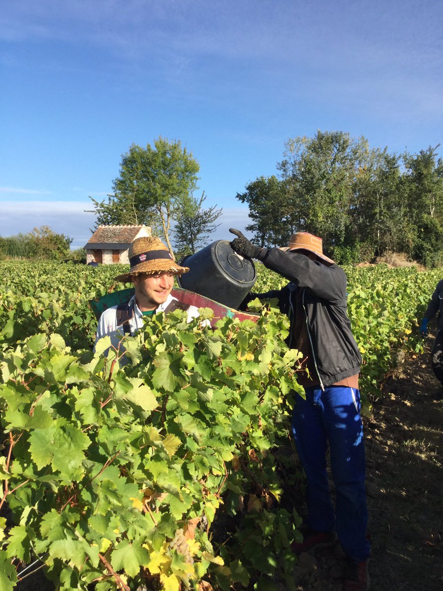 Day two of #loireharvest2020 Two parcels picked this morning - Le Poney &amp; La Cabane. Old vines, clay soil, lower yields than normal. #vincentcareme #teamcareme #vouvray #fandechenin #vendanges2020 #drinkchenin #loirevalleywines