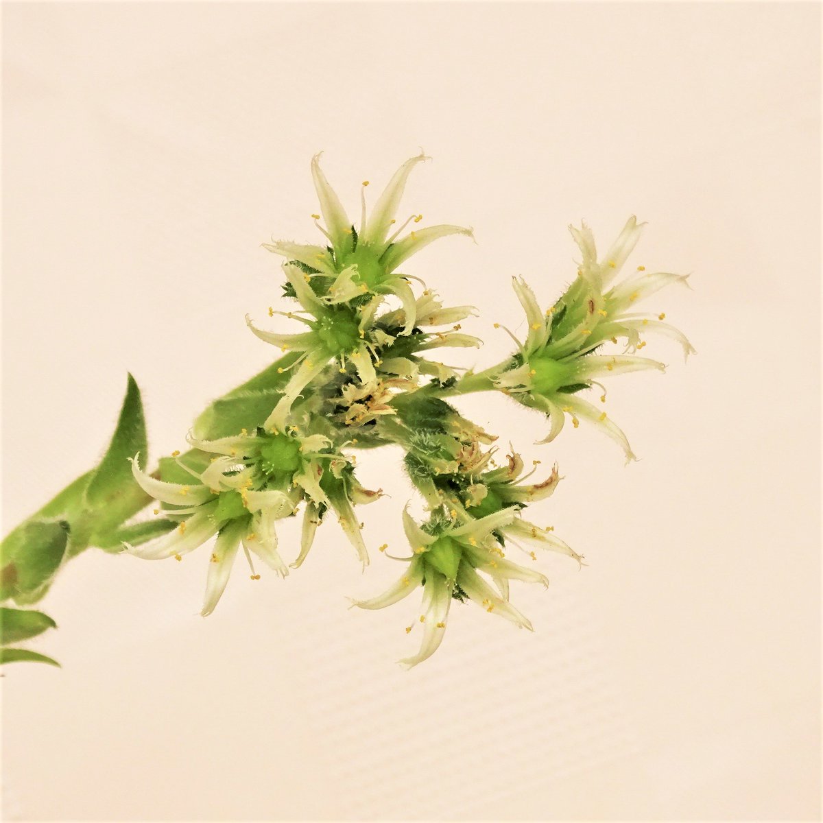 SepidehArkani's tweet photo. Our #jovibarba #hirtas are #flowering for the first time since we started #propagating them! 

#Alpines #Succulents #Floweringplants https://t.co/NkOY2ihw9o