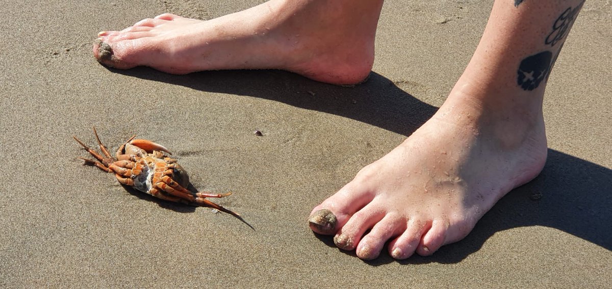 TallTanjaa's tweet photo. Dead 🦀  at the beach ビーチで死んだカニ #feet #bigfeet #feetfetish #girlfeet https://t.co/MSeLhyY5Ea