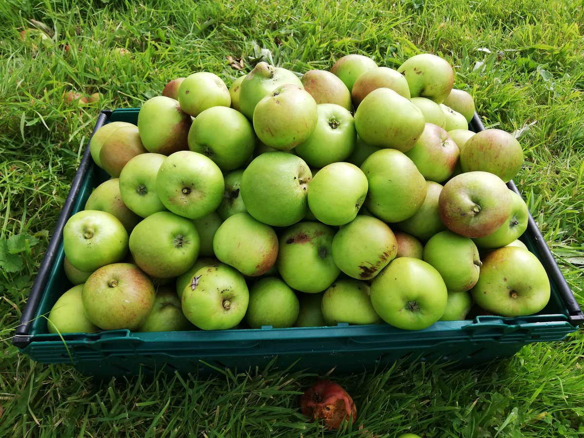 Springfieldcast's tweet photo. September harvest of cooking apples for Sundays apple pie.
#springfieldcastle
#westlimerickfood
#bialuimni https://t.co/AlQPkpnhjd