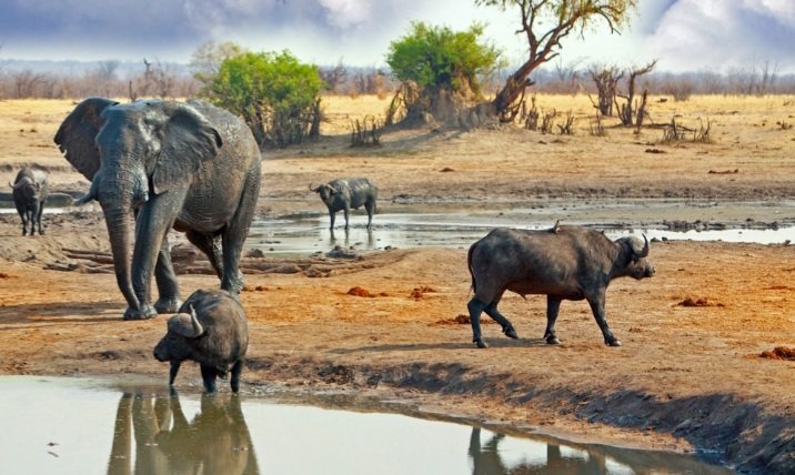 #SAVEHWANGENATIONALPARK its Zimbabwes largest natural reserve, all Zimbabwe's specially protected animals are to be found in Hwange. All I can say is Hwange national Park is a gem and it needs to be protected they is more to lose if it turns into a mining area.