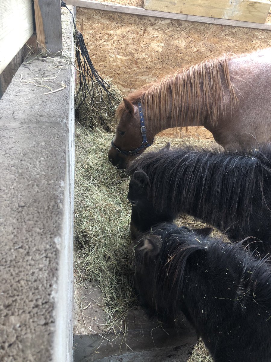 catlowry54's tweet image. We just got in organic hay and they are very happy #rescues. It’s hay time again. Will #missgrass so much.