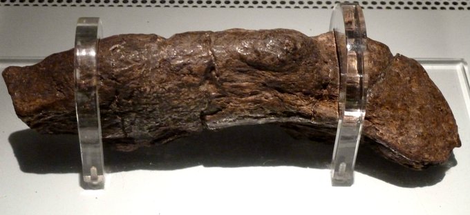 A picture of a preserved poo