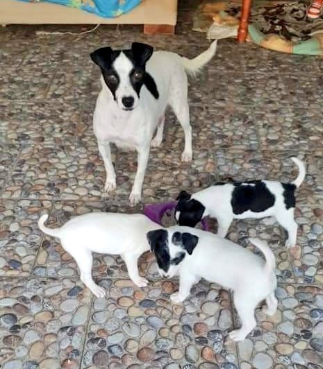 La KALA i els seus cadellets en #adopció. Ella és una super mami trobada abandonada al carrer amb les seves petites, totes femelles. Ara tenen unes 5 setmanes i aviat tots necessitaran famílies que les estimin molt > 642054498 (whatsapp) #xarxabarcelonaadopcions #teià #maresme