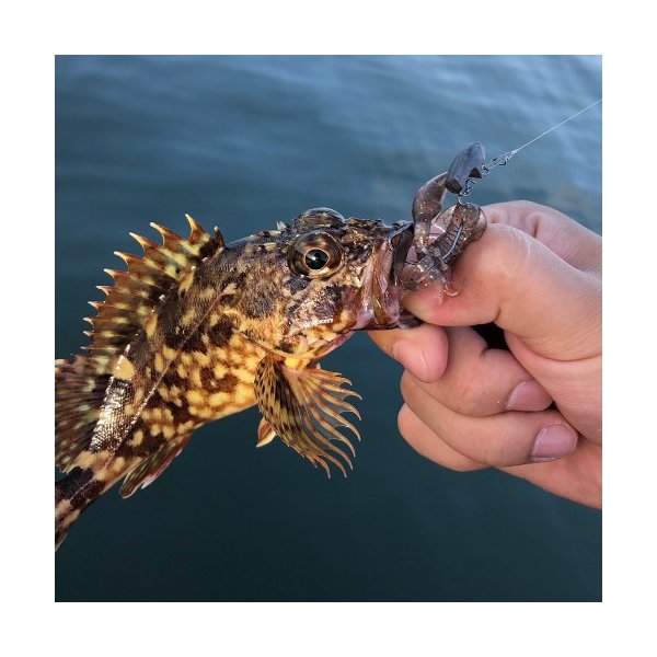 Sea One カサゴやハタ類 クロダイ マゴチなどにおすすめ ワーム3種類と ジョイントジグヘッド 2サイズ オフセットフック2サイズ スナップを持ち運びやすいケース入りセットでご用意しました 送料無料 クローワームセット 根魚ライトゲーム入門に