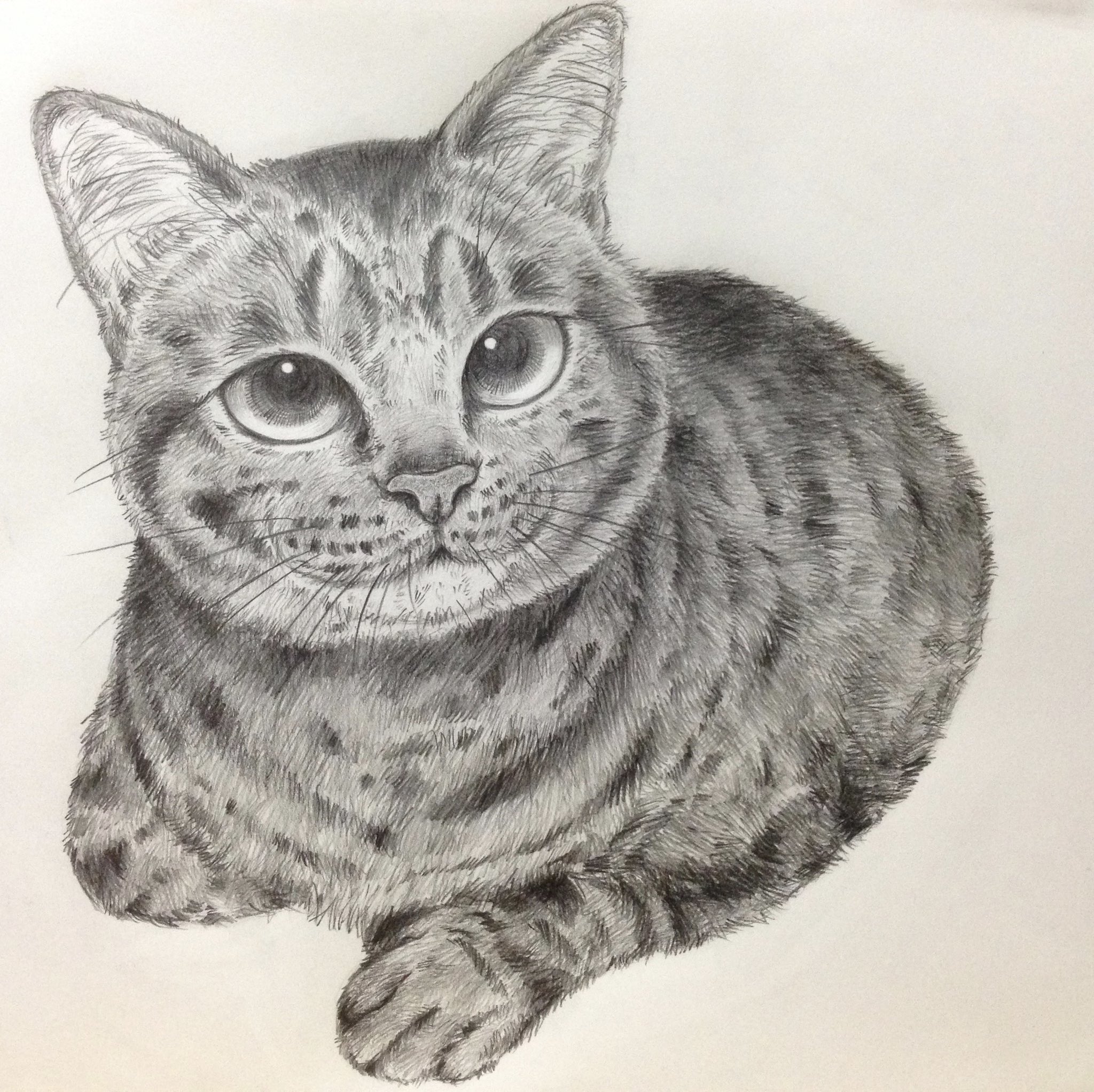 Yukari 猫のイラストを描くのが好きで 主に鉛筆で描いております 絵描きさんと仲良くなれると嬉しいです よろしくお願いいたします 猫 イラスト 絵描きさんと繋がりたい イラスト好きさんと繋がりたい Cat Illustration T Co