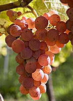 YStreiff's tweet photo. Je me souviens de la noix d'un savagnin. #jemesouviens #192 https://t.co/l2TBPHk7PQ