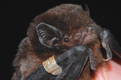 NZBCT's tweet photo. Additional community funding will boost restoration efforts at Rotopiko 🦇and will hopefully confirm the presence of a long-tailed bat population. For here: https://t.co/w7LUmTA2RW 📸 @docgovtnz #bats #longtailedbat #Chalinolobus #Chiroptera #nzbats #pekapeka https://t.co/Swh5NfPiRq