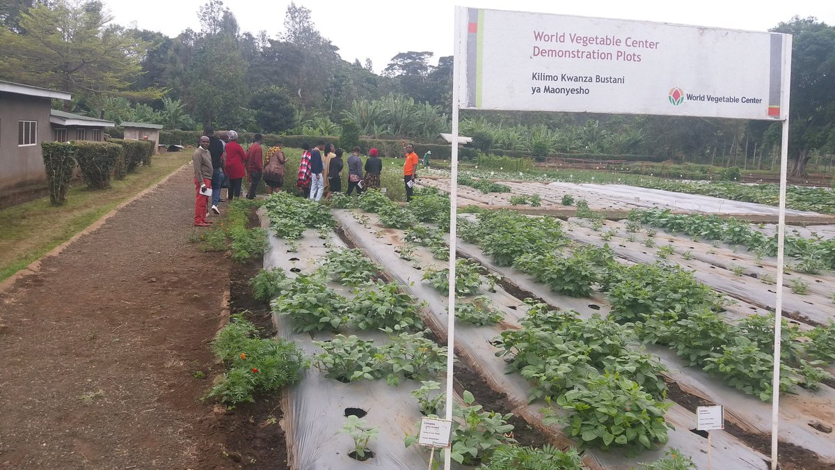 HildaKinabo6's tweet photo. Journalists from Arusha,Manyara and Dodoma Regions receive training @go_vegetables located in Tangeru Arusha.The Training was Organized by WVC to provide education to journalists to know more about the Center and also to emphasize the community to eat vegetables. @RugalemaG https://t.co/1hrFzYnJoZ