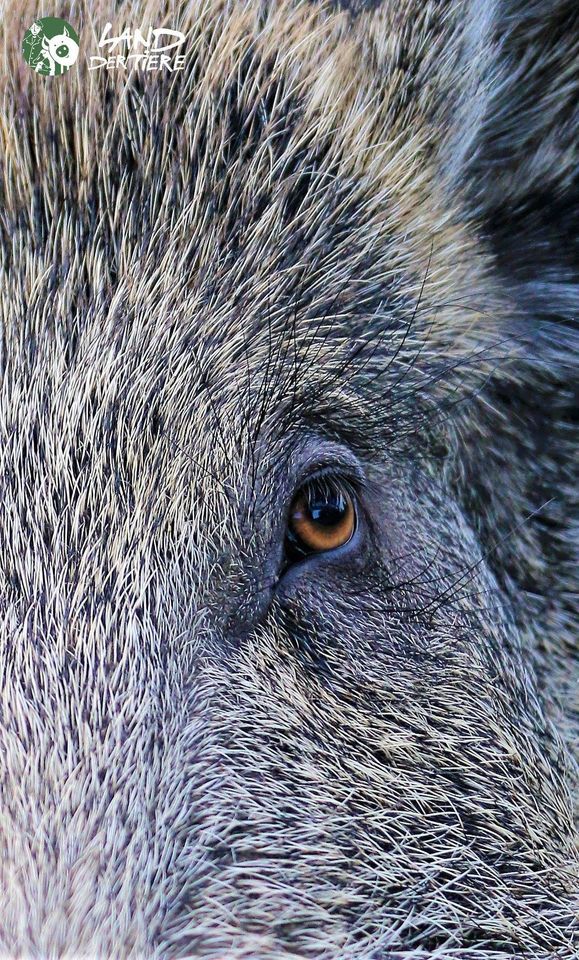 landdertiere's tweet image. Es gibt viele fachliche und sachliche Gründe, gegen die #Jagd zu sein. Und es gibt diesen Grund.
Auge in Auge mit #Wildschwein Pippa. ❤️
➡ land-der-tiere.de/schweine/#Pippa 🐗

Mehr Argumente gegen die Jagd findet ihr in Wäldern, auf Feldern &amp;amp; hier: ➡ ariwa.org/jagd/ #jagdgegner