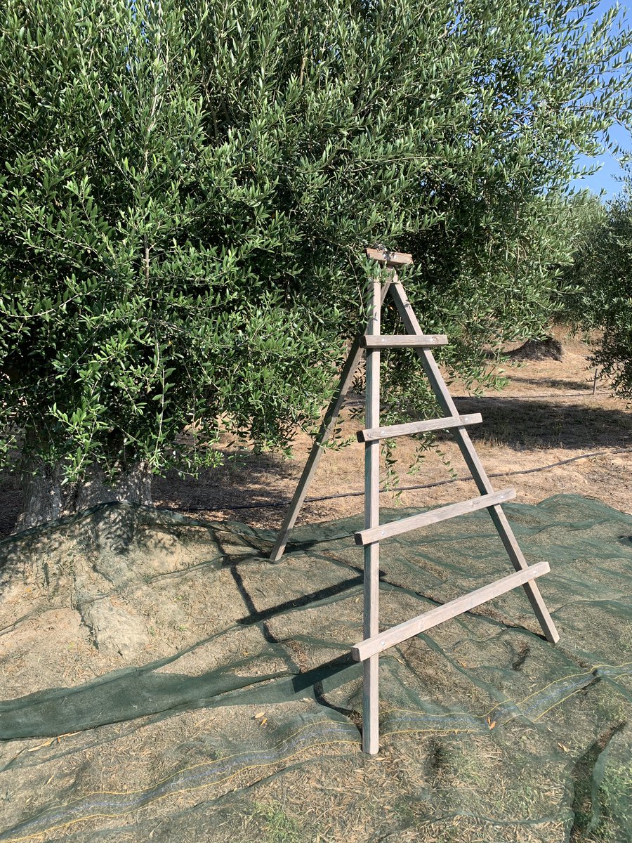 BlogHedonista's tweet photo. Visita al productor de #AOVE #premium #9segons en #esplugacalva dentro de la ruta #Catalunya para #foodies
#inLOVEwithCatalonia
#CatalunyaExperience
#Catalonia
#nousegons https://t.co/gl9qWP7WqZ